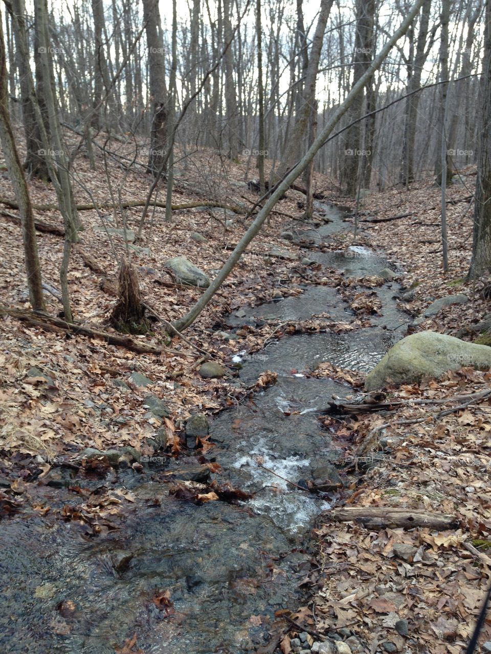 Stream in the woods
