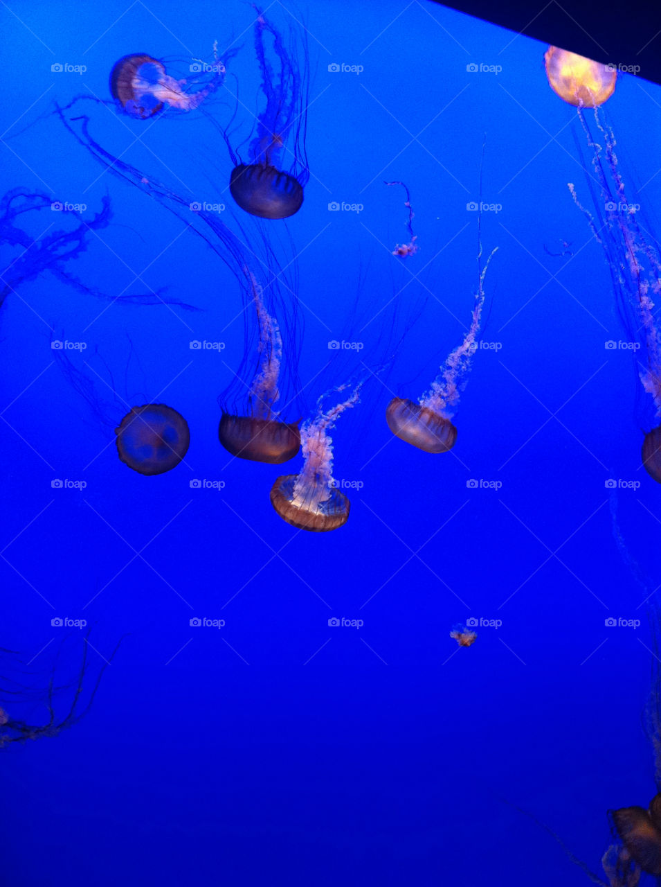 blue aquarium electric jellyfish by snamarcelo