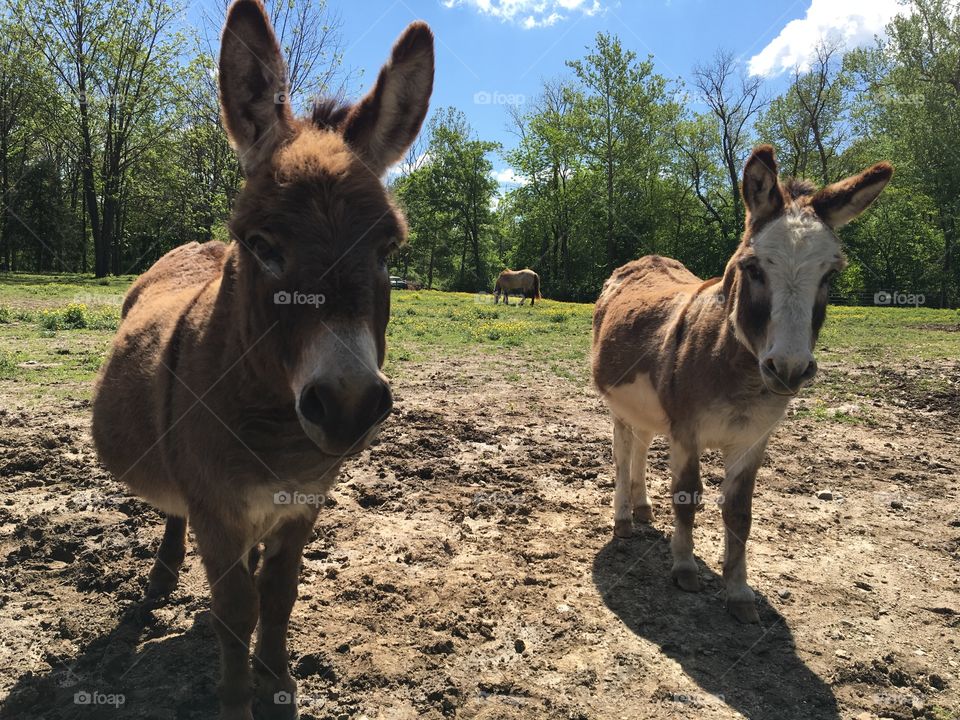2 donkeys 
