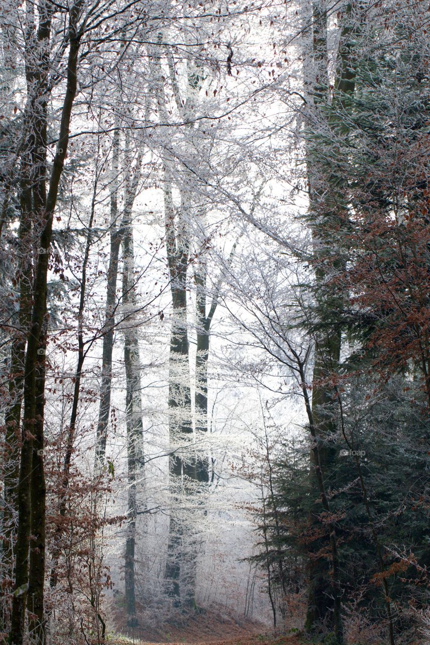 Forest in mist