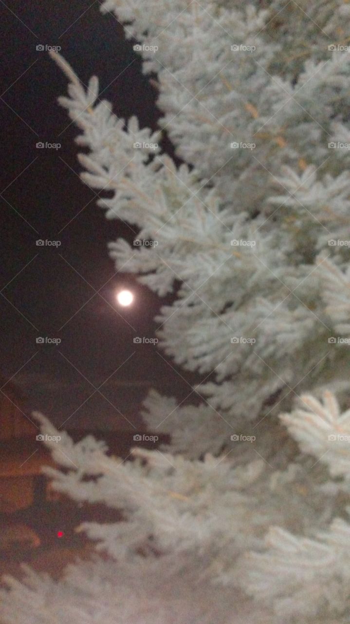 Full moon in winter