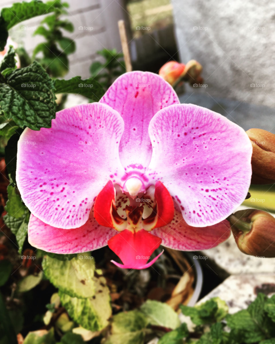 FOAP MISSIONS - Nossas orquídeas muito bem cuidadas e que floresceram bem bonitas em 2019! / Our beautifully cared for orchids that bloomed beautifully in 2019!