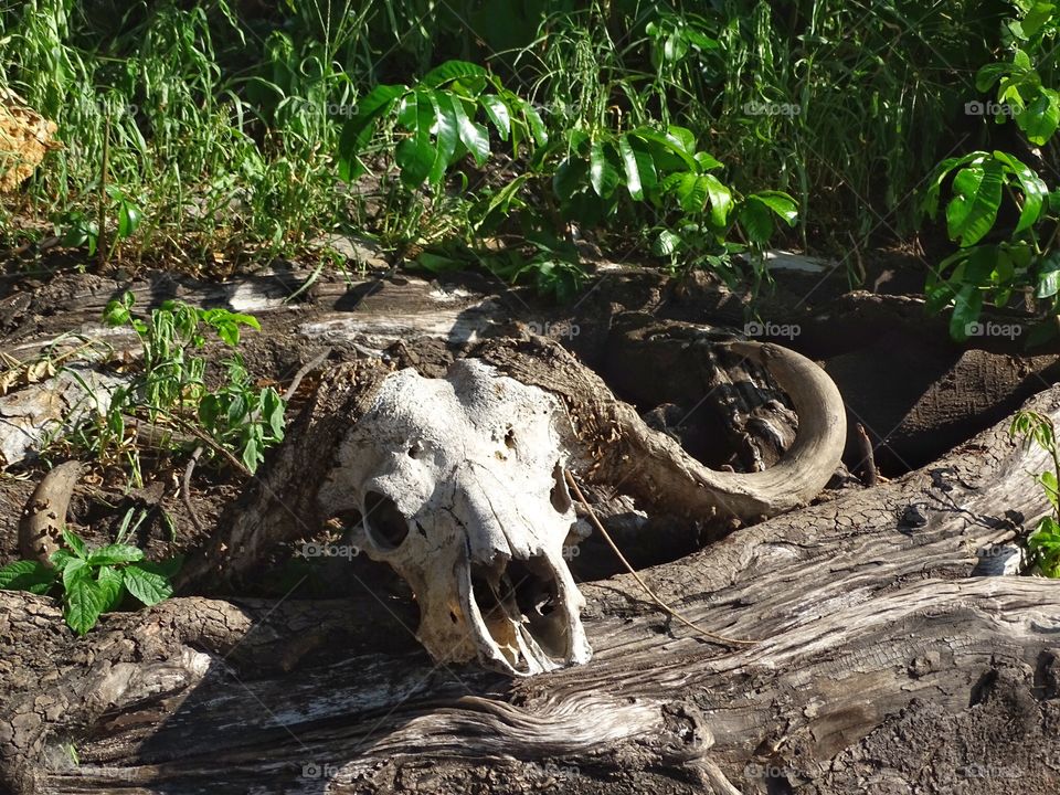 Bison skull. Skull