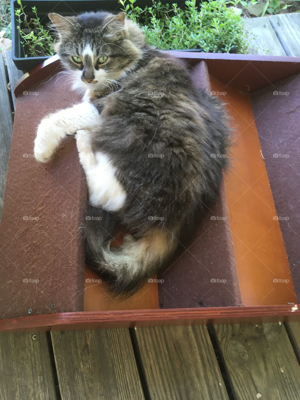 Pretty girl is being pretty silly on the doggie steps I washed yesterday. I guess the steps have gone to the cats!