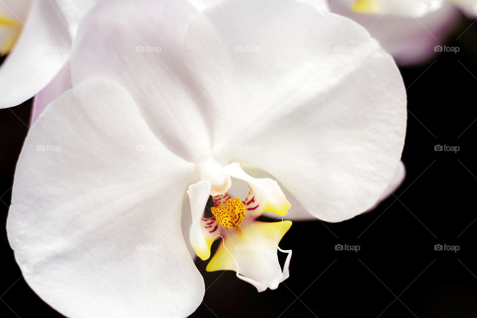 Beauty of an orchid