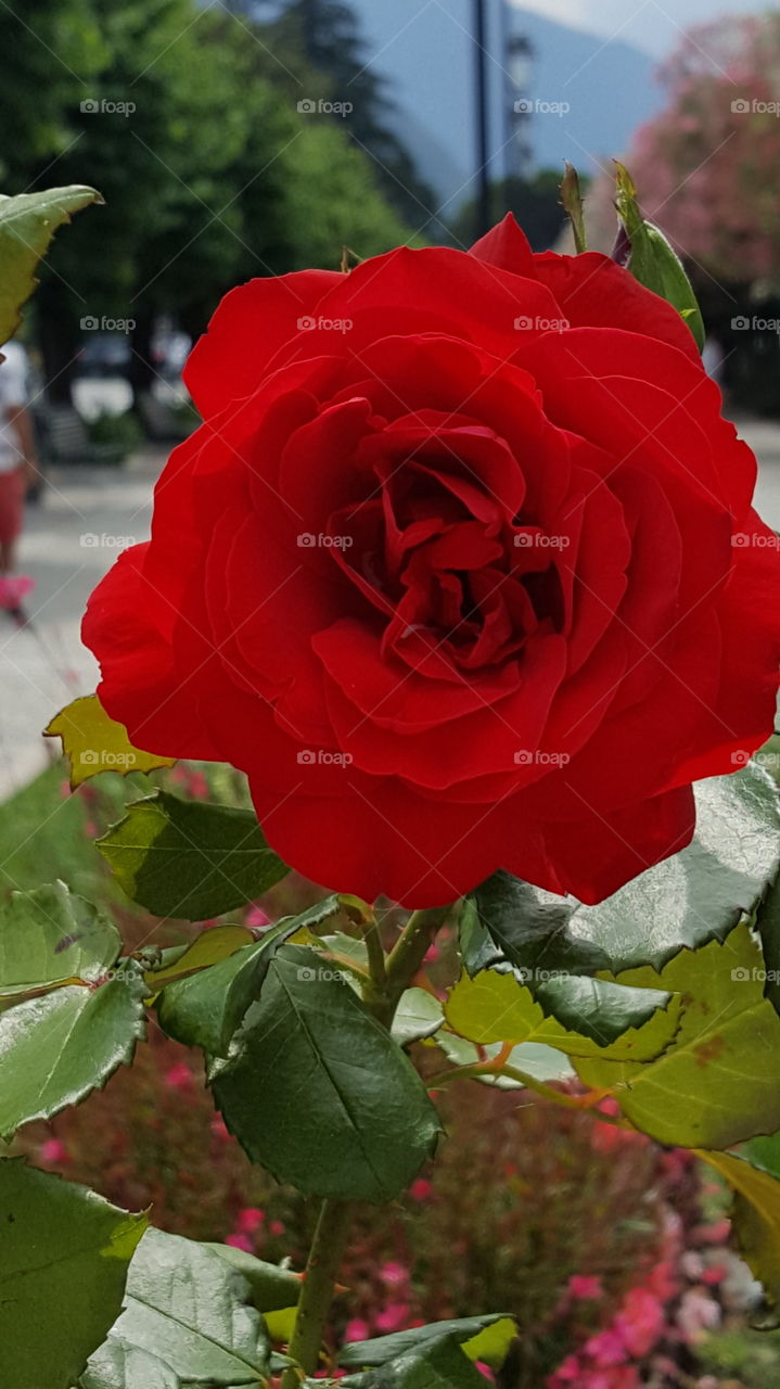 Linda... Rosa vermelha.... Jardim.... Italia... Romance