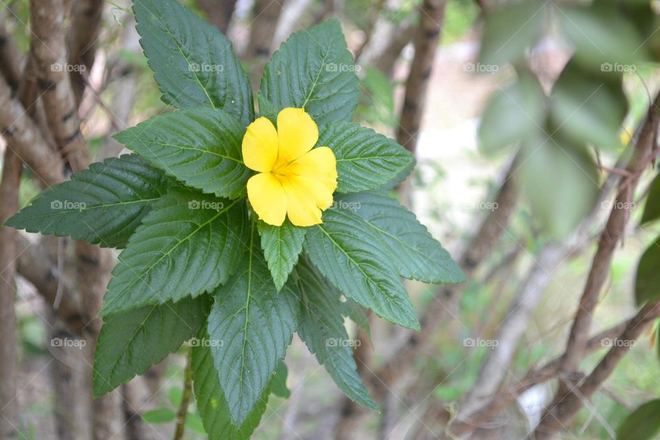 A single bright yellow flower surrounded by green leaves