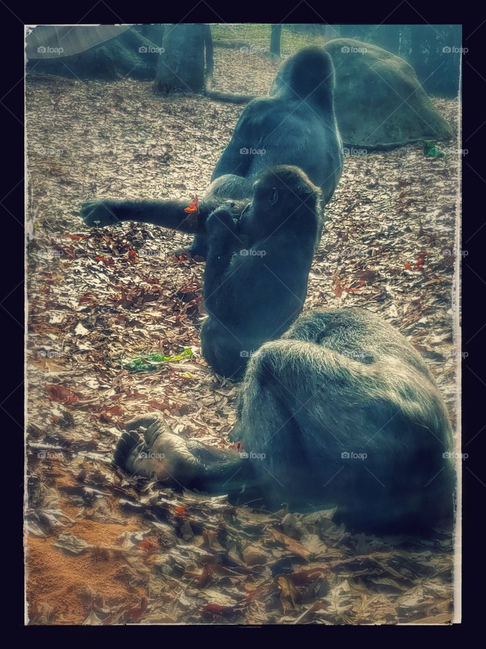 some lazy gorilla's at the Atlanta Zoo