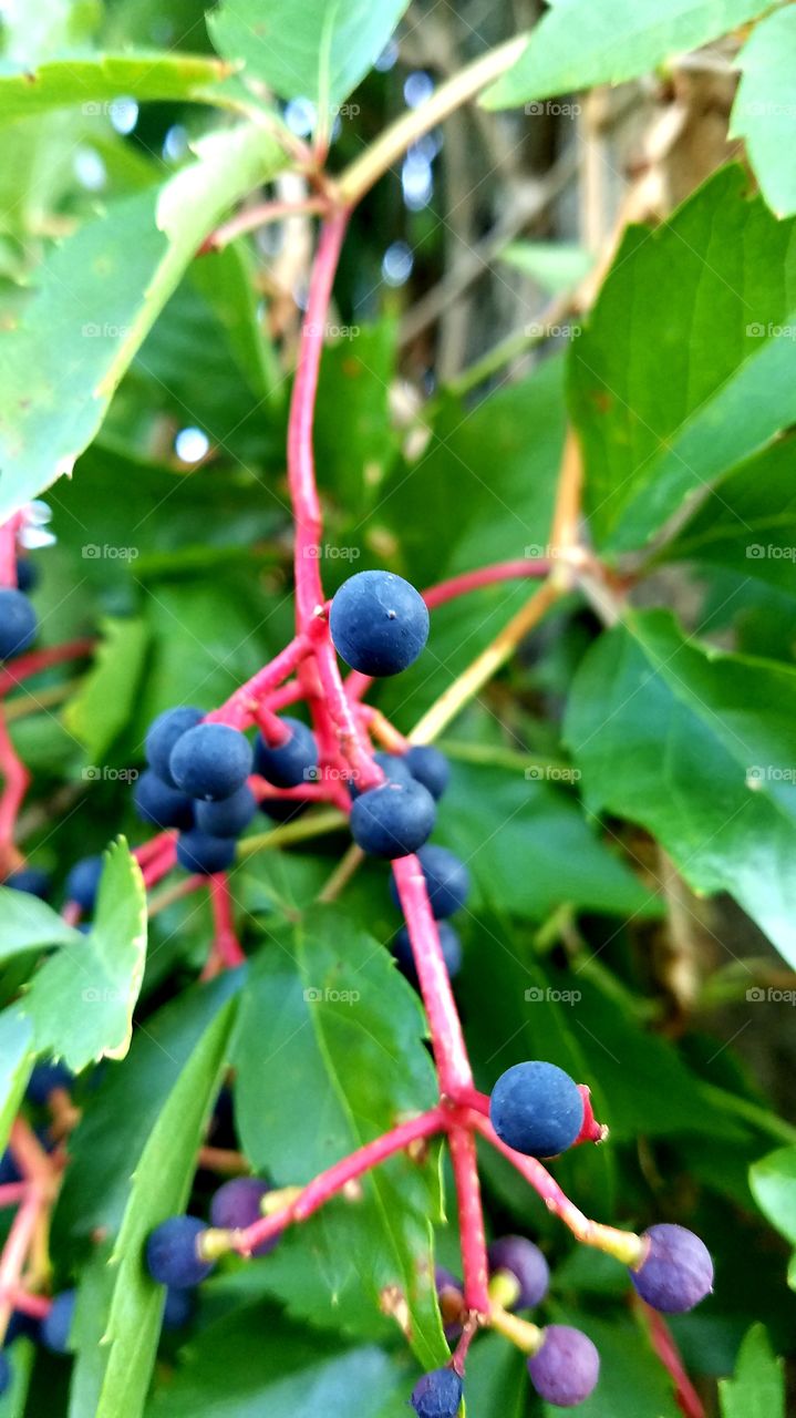 Berries on a tree