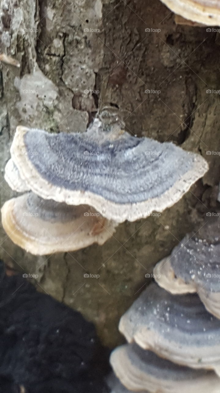 mushroom fungus