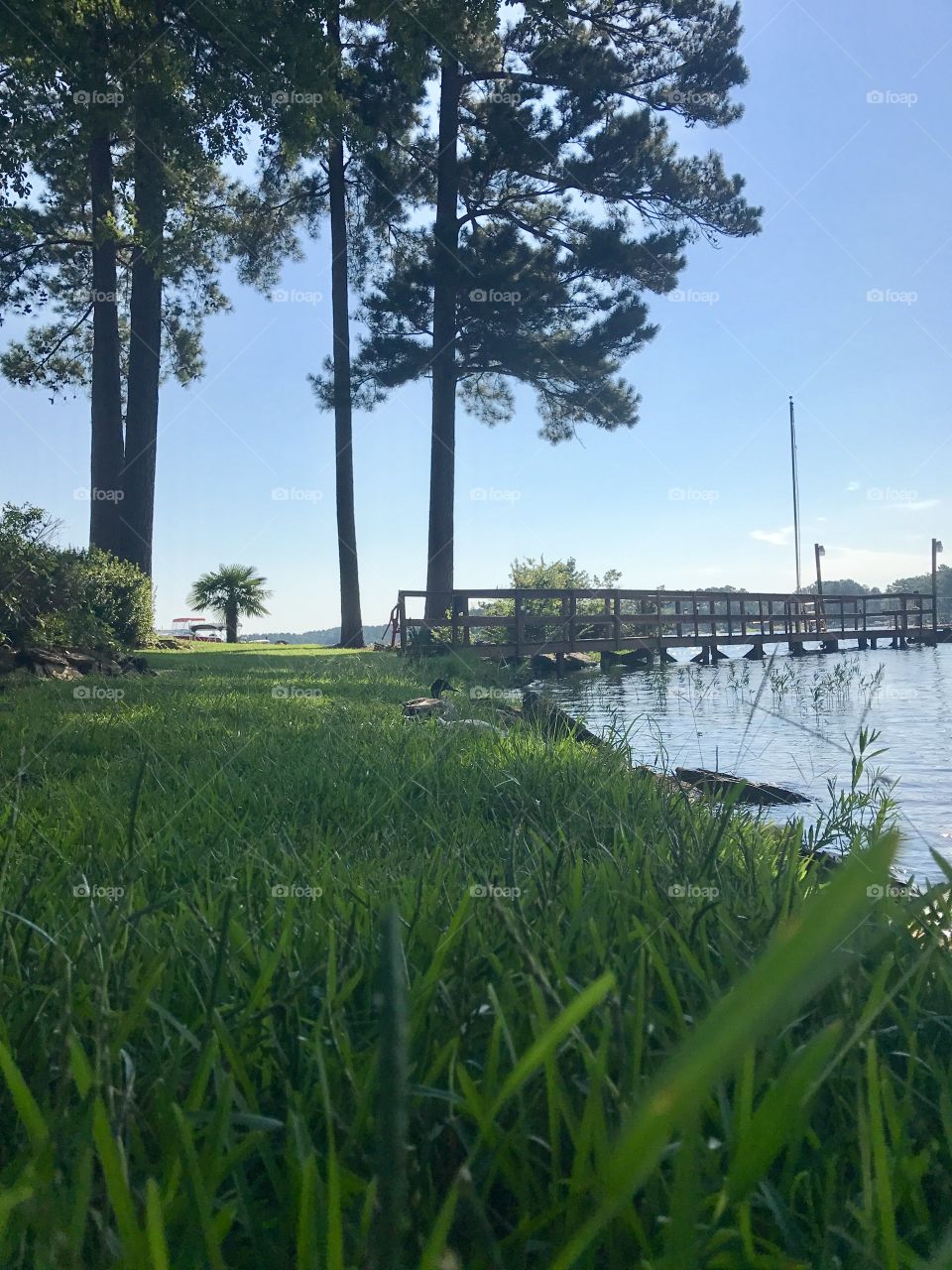 Ground view of ducks