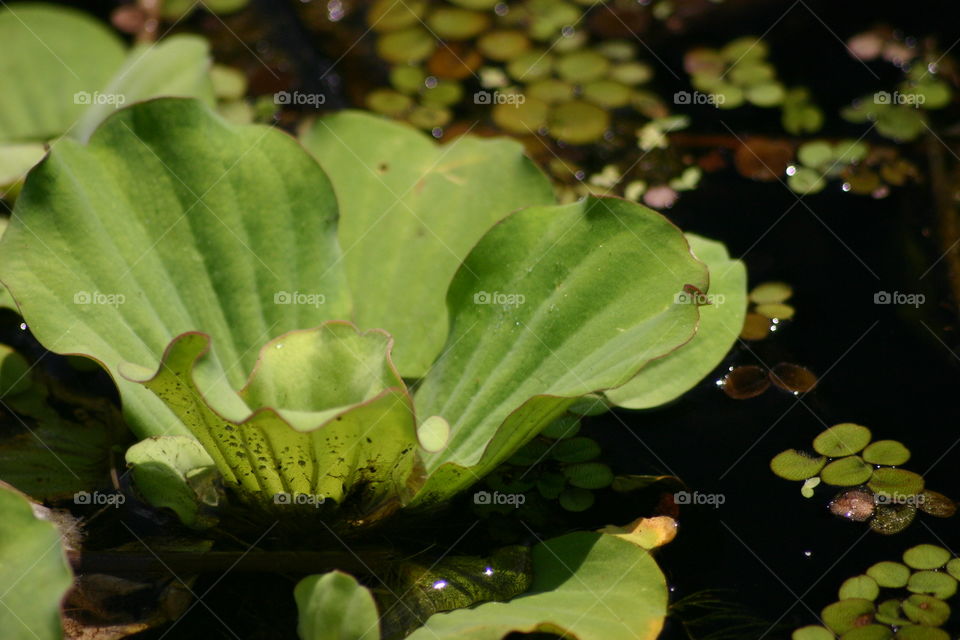 water lettuce and water fern