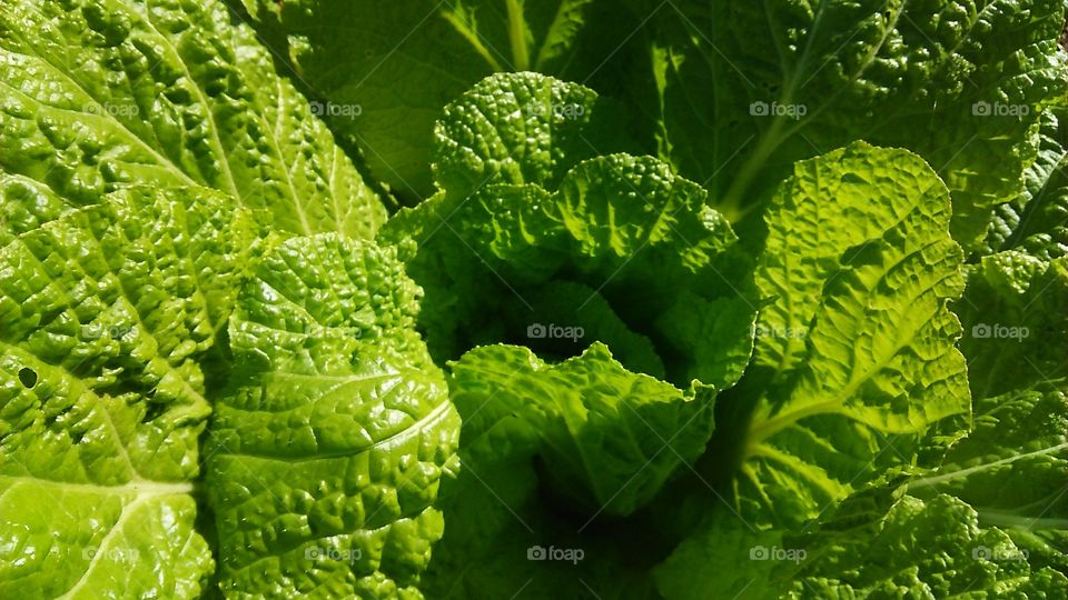 Vegetable, Leaf, Food, Flora, Freshness