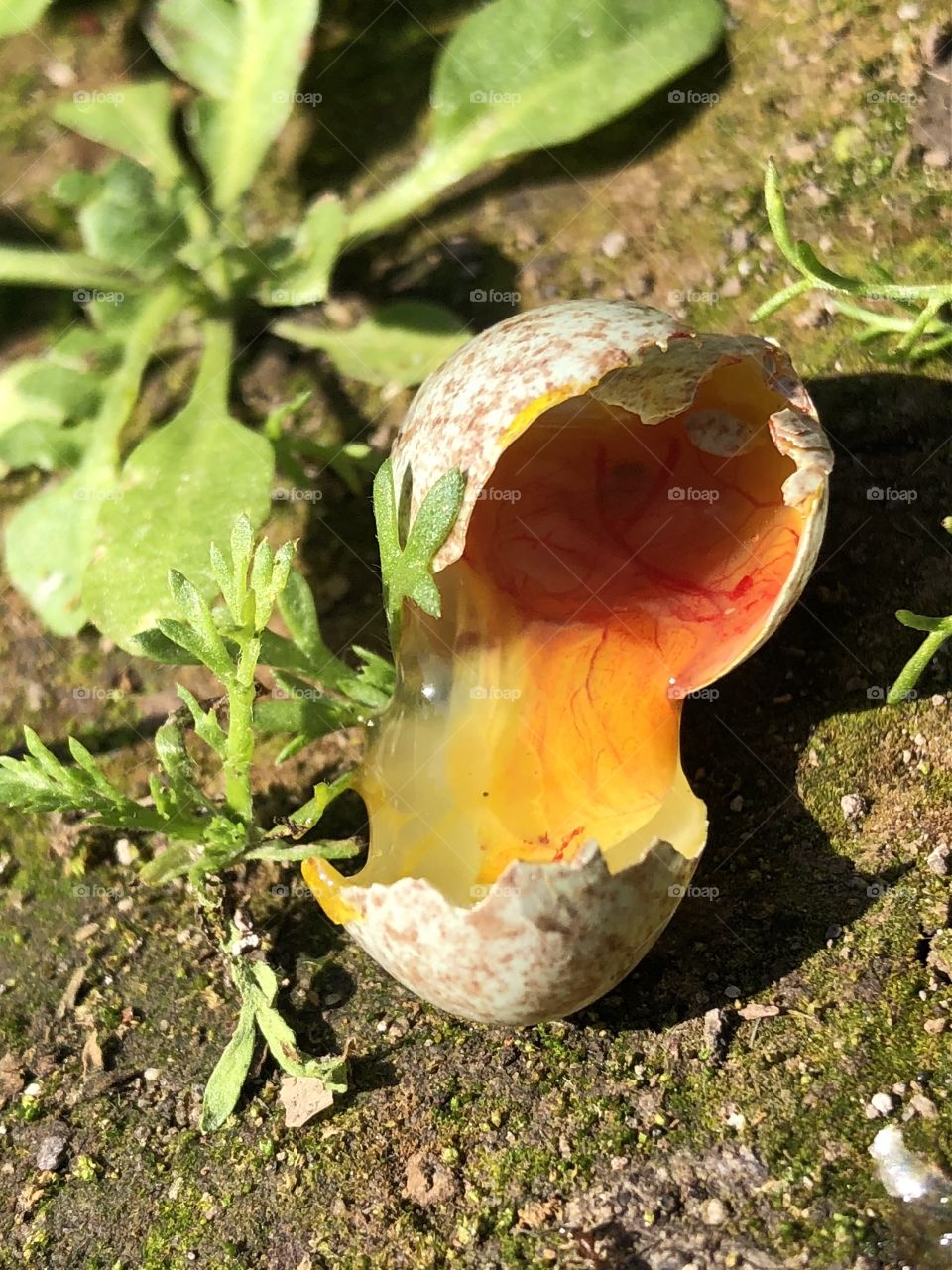 closeup of broken bird egg