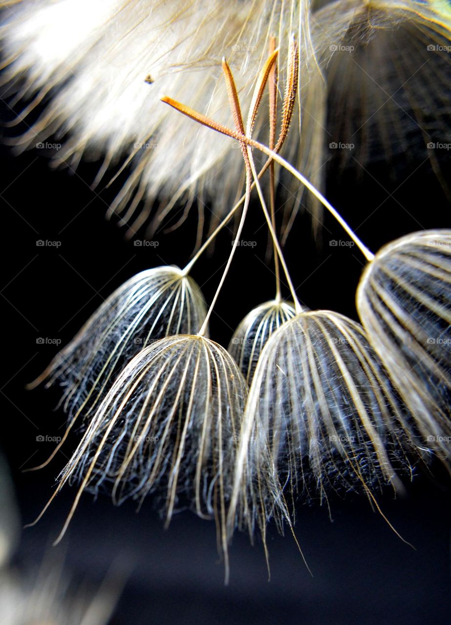 Dandelion seeds like dancing ballerinas