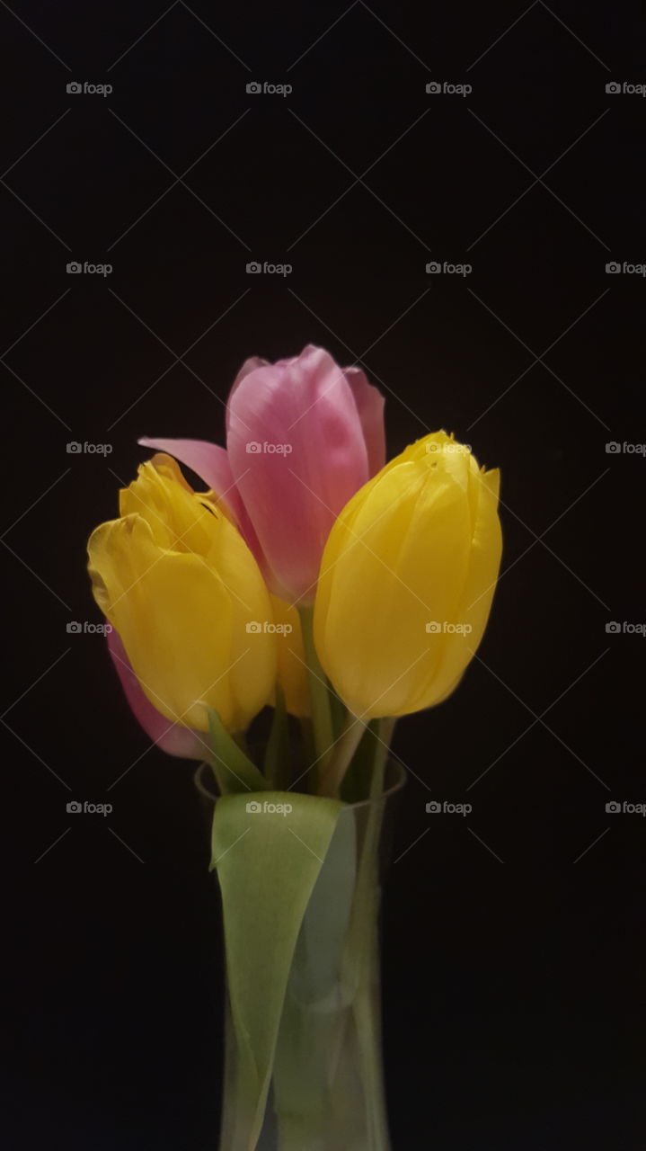 tulips