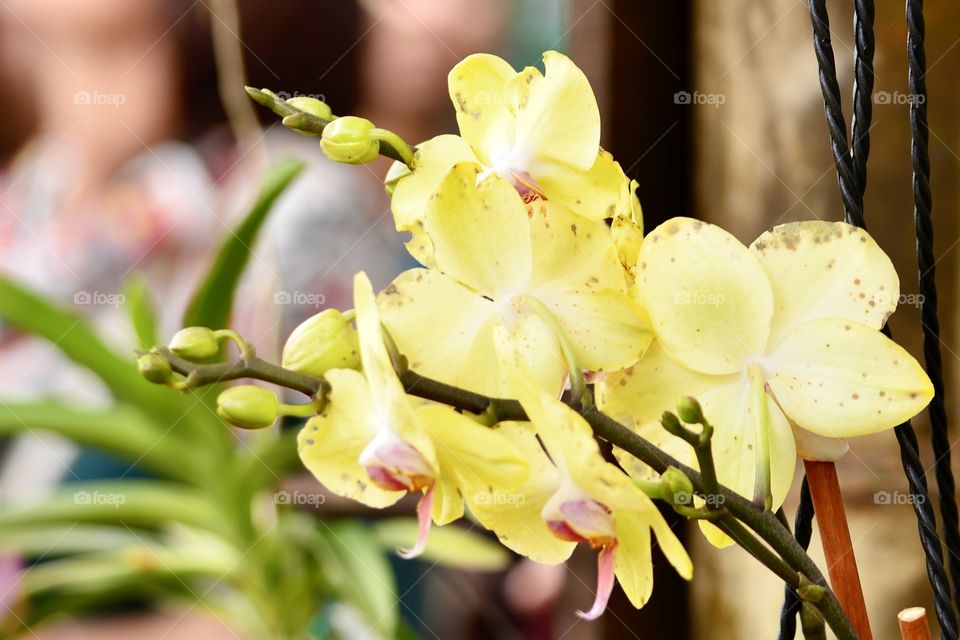 Beautiful orchids 