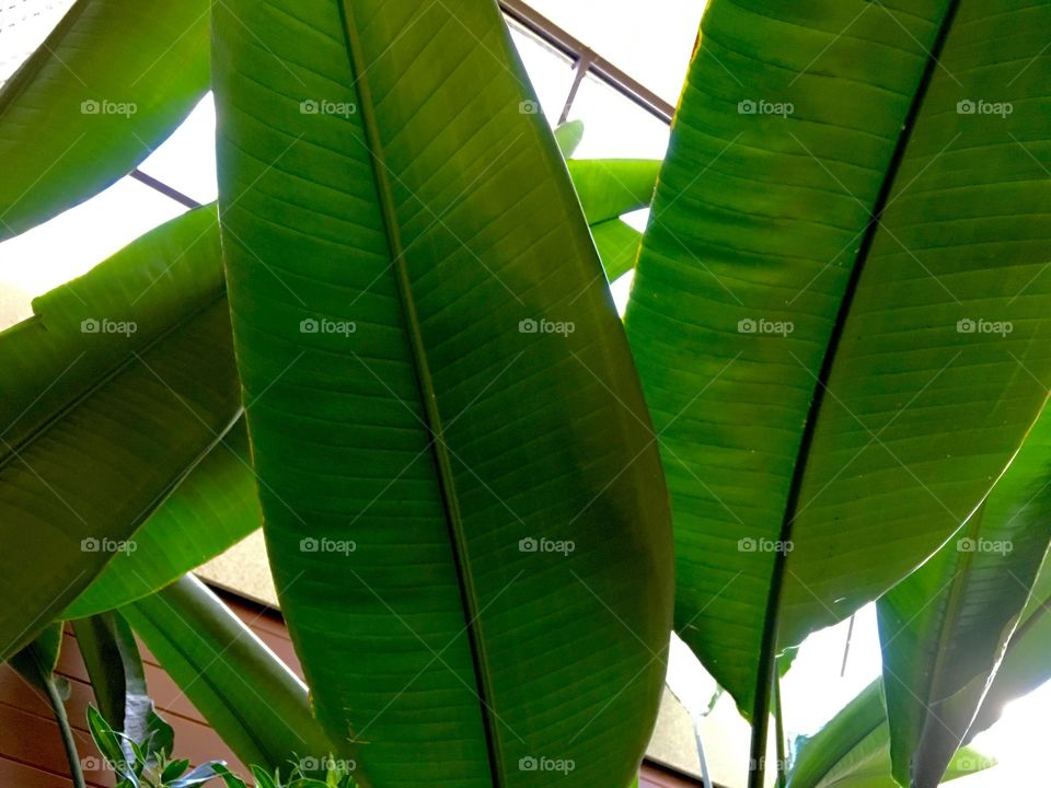 Giant plant leaves