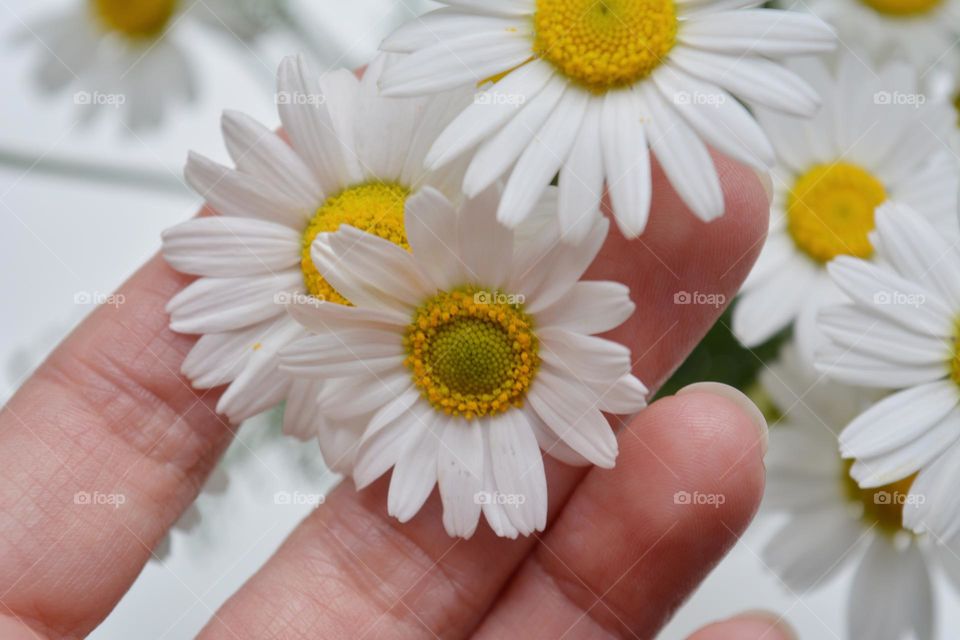 camomile flowers round beautiful texture