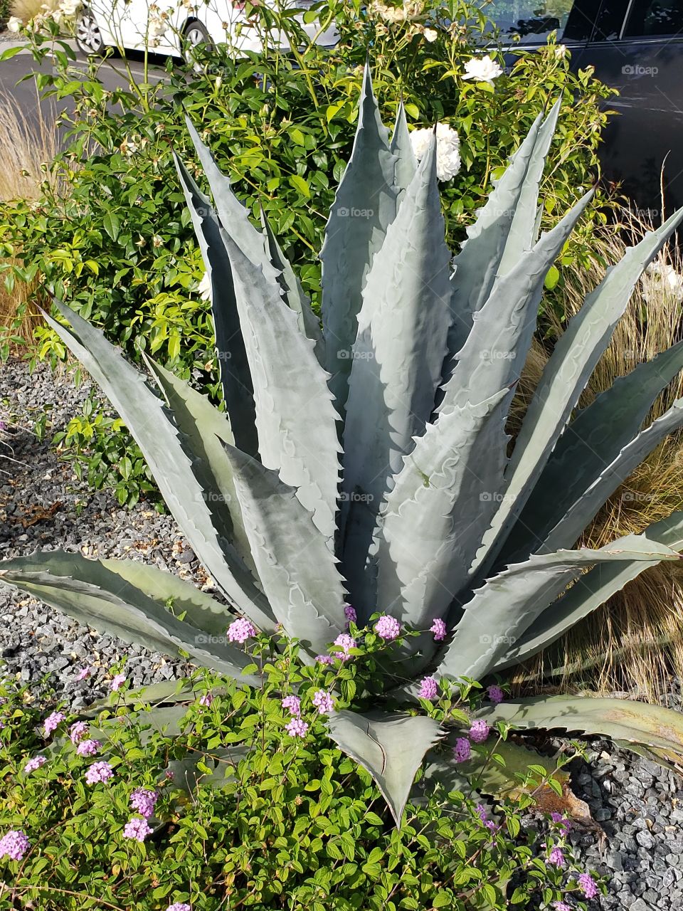 agave