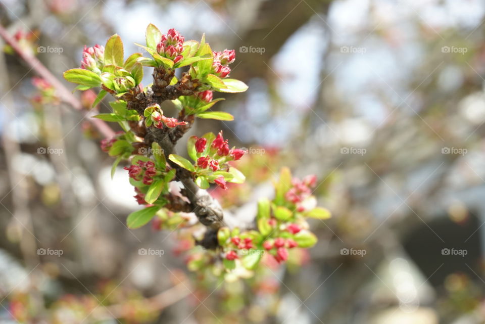 Spring Flowers