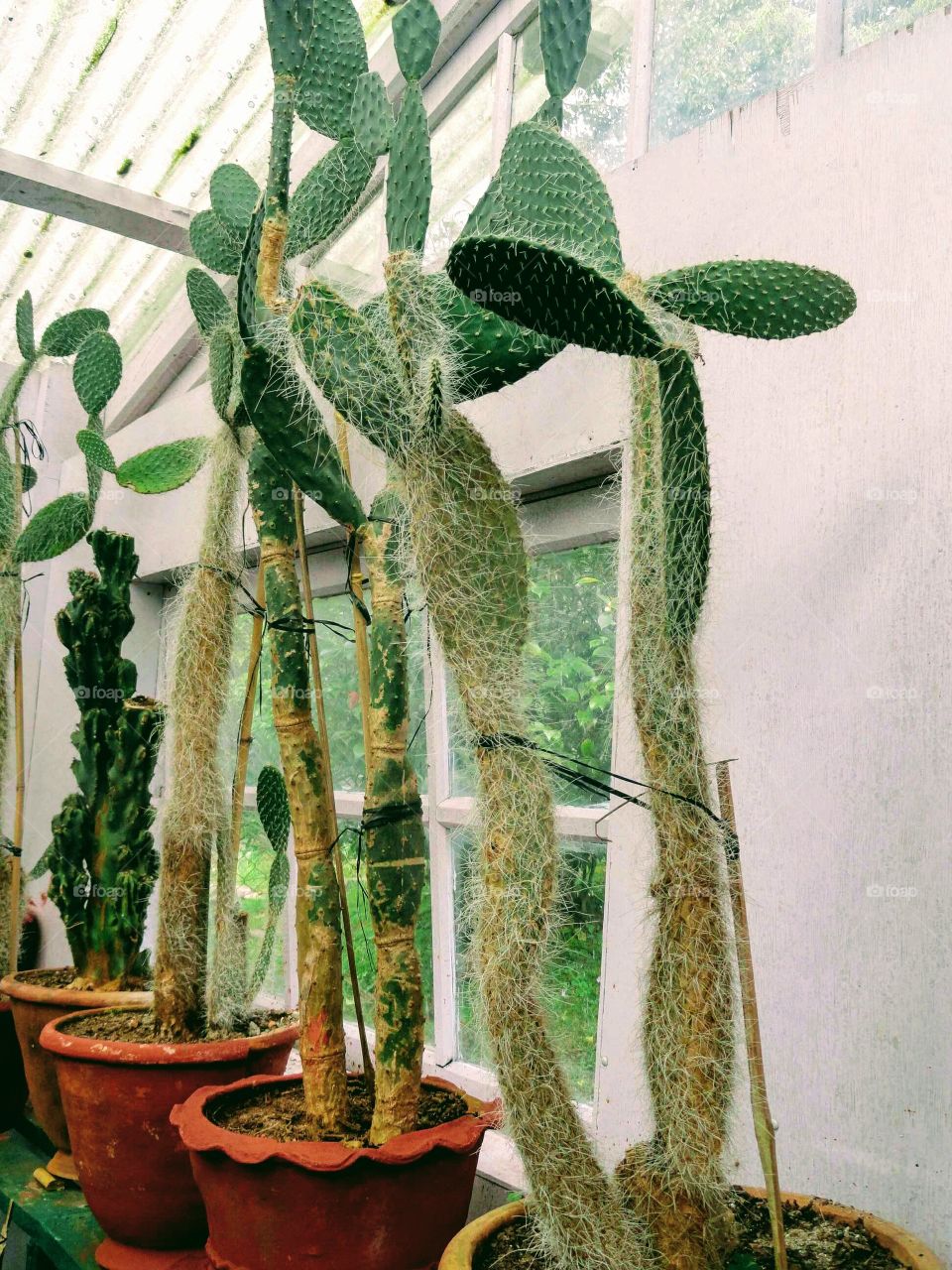 Cactus as houseplant. Decorative