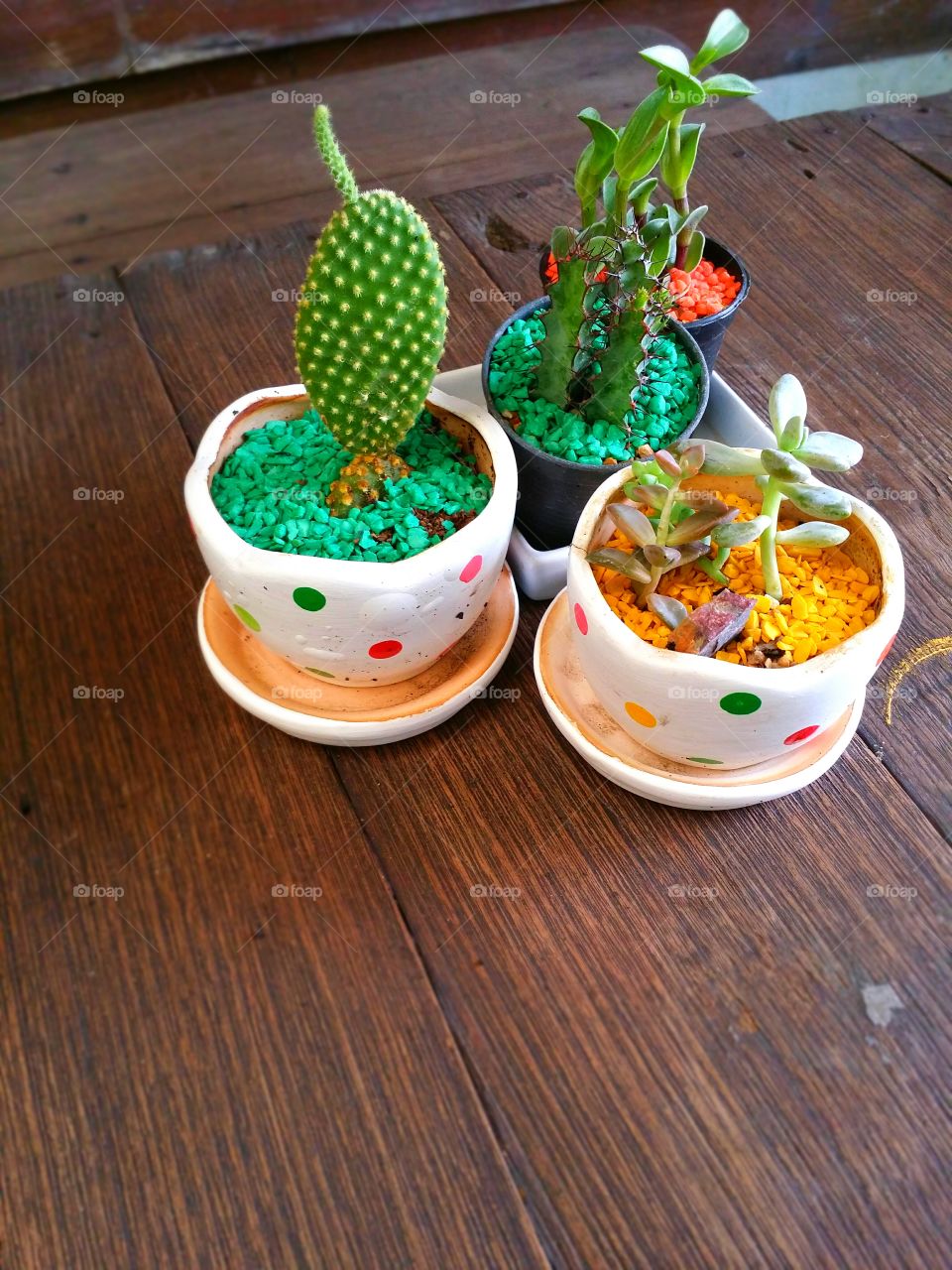 Cactus plant growing in ceramic pot