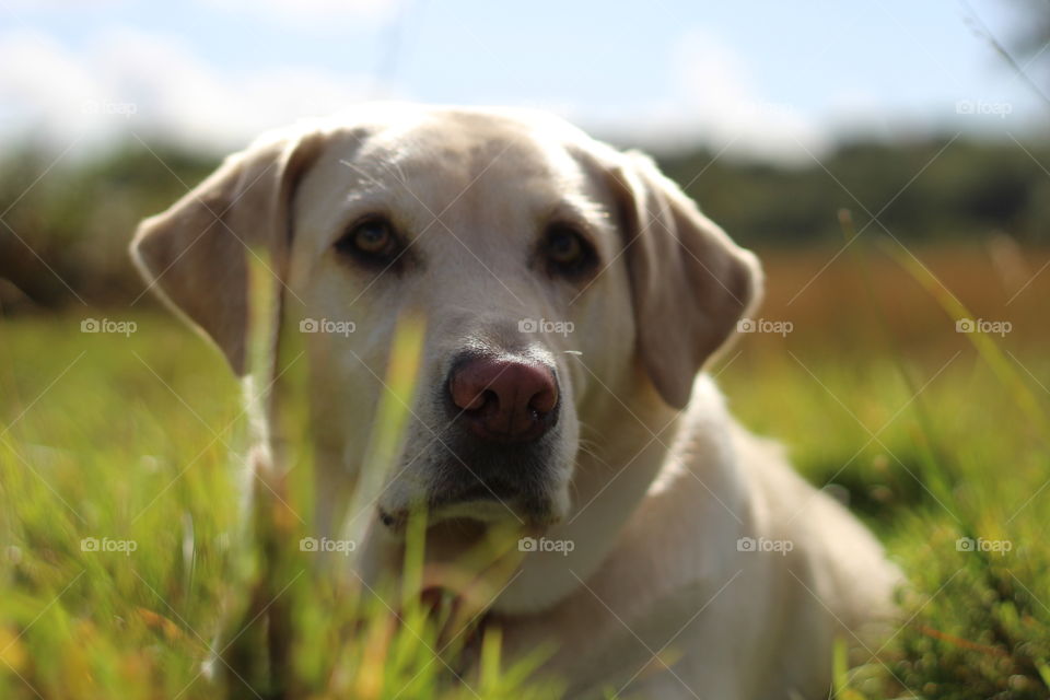 Close-up of a dog in the garden