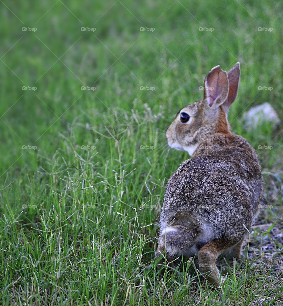 Texas Rabbit