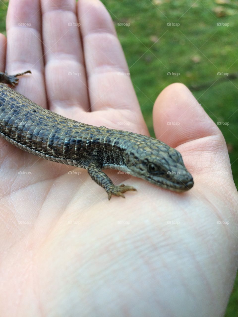 Alligator in the palm of my hand 