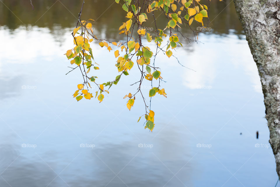 Early signs of autumn, birch leaves changing colors, lake 