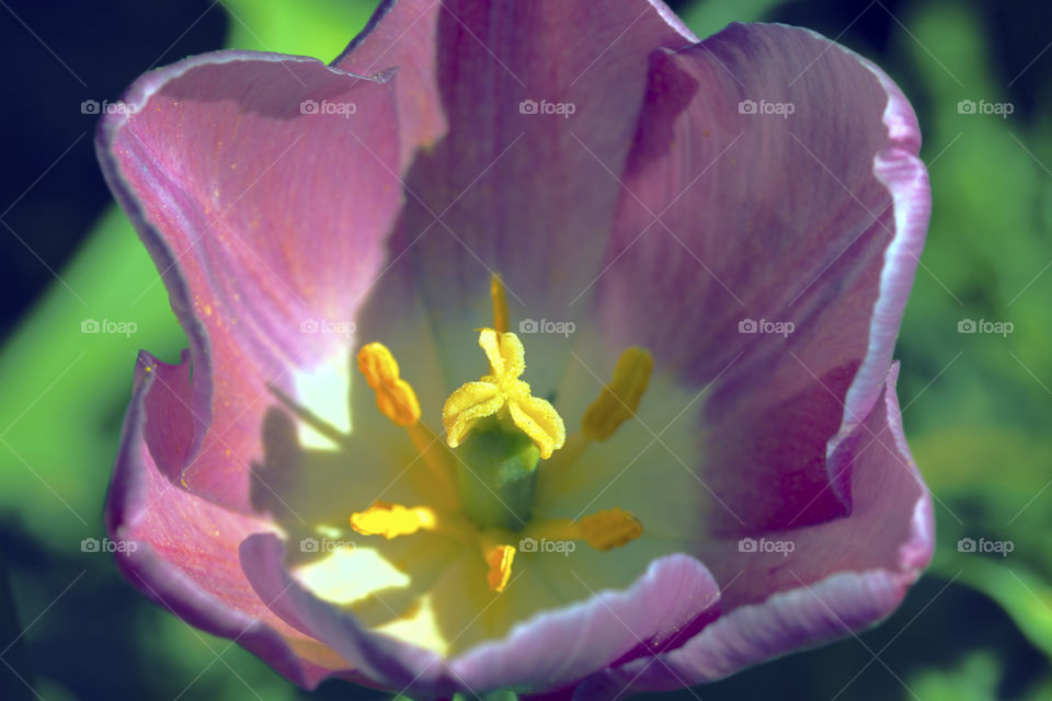 Macro photography of a pink tulip flower