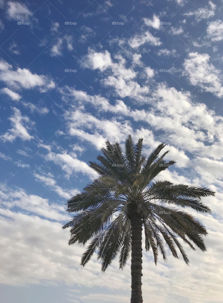 Lone palm tree on a cloudy day