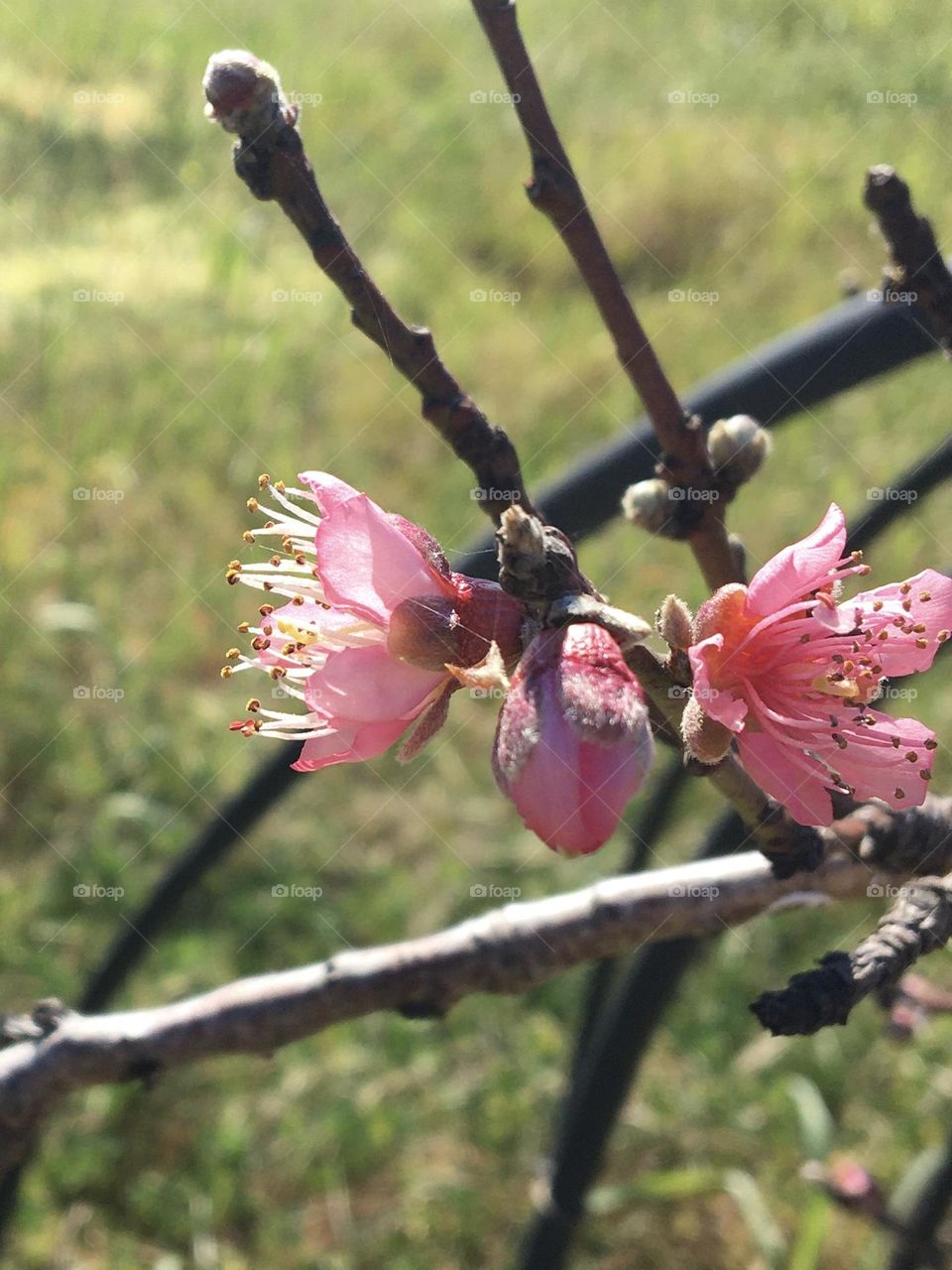First flowers on tree