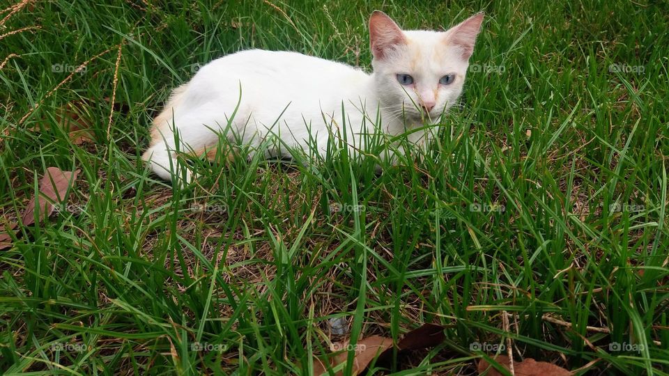 beautiful white cat with blue eyes