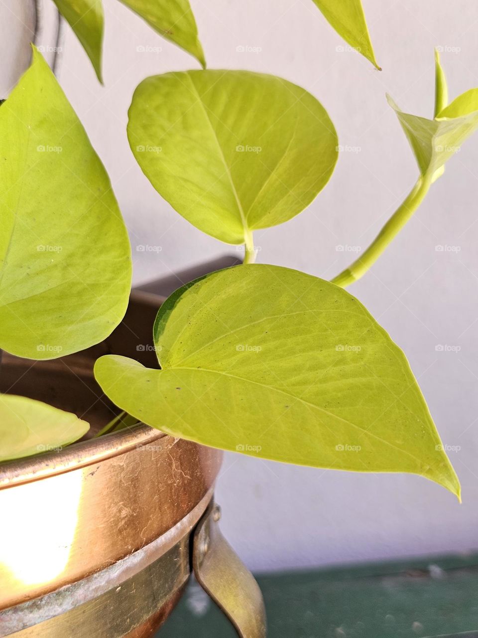 Beauty in the shape and light green, lime color of this plant in a copper pot. It's pleasing. It's elegantly decorative.