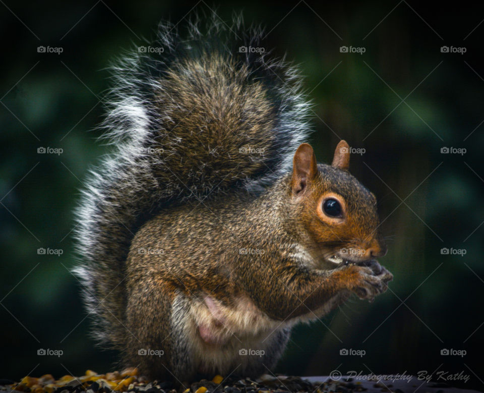 Squirrel Feeding