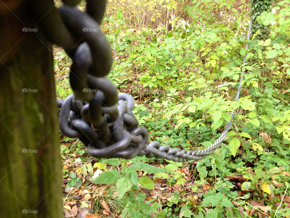 Chain in the forest