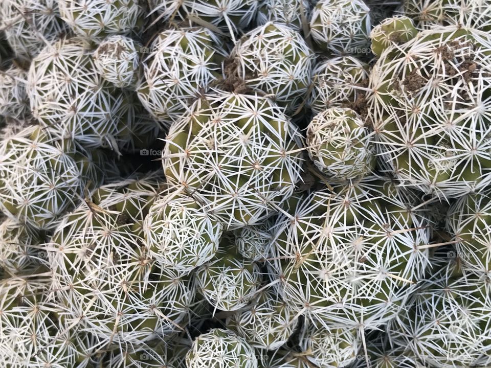 Cactus en plena reproducción 