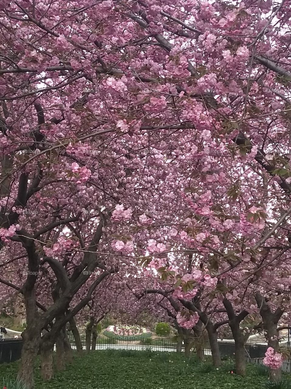 Flowering Trees NYC Park