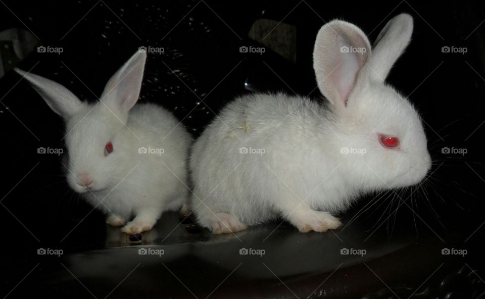whitee rabbit couple