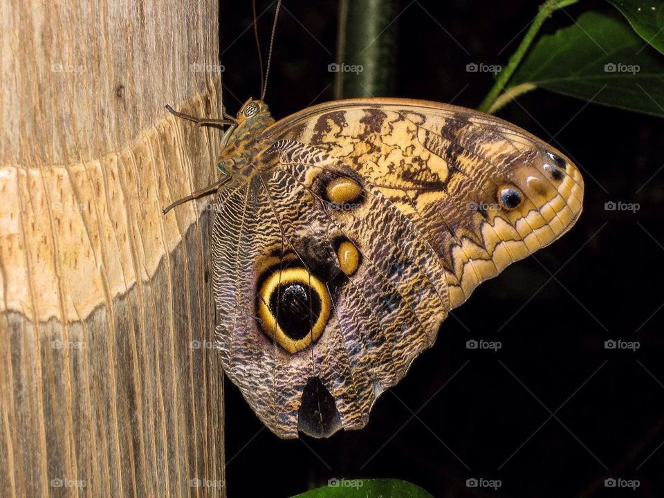 Close-up of butterfly