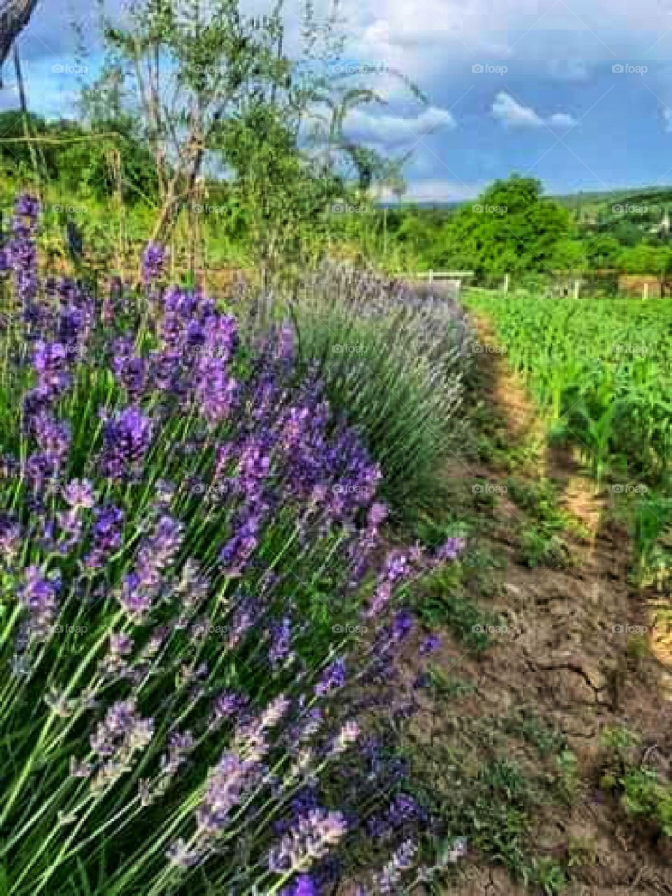 Lavender in her environment