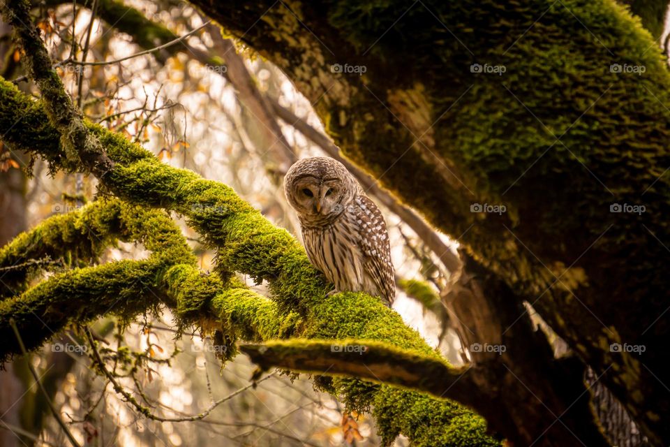 Barred owl on a mossy oak branc