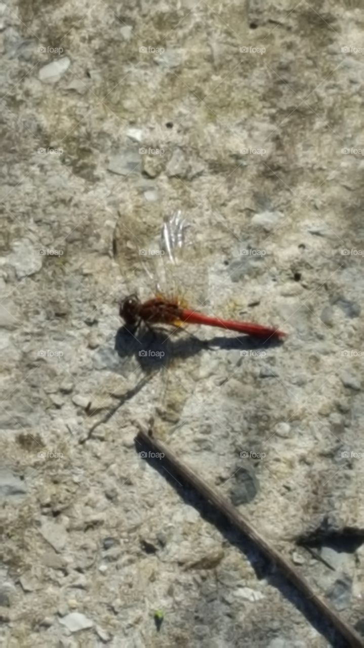 dragonfly