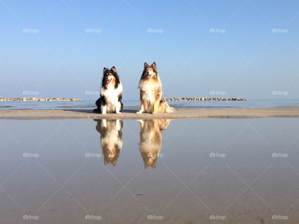 My dogs sitting at the beach, sitting near the sea and close to water so that I could catch their reflection in this warm almost winter sunny morning on the shore