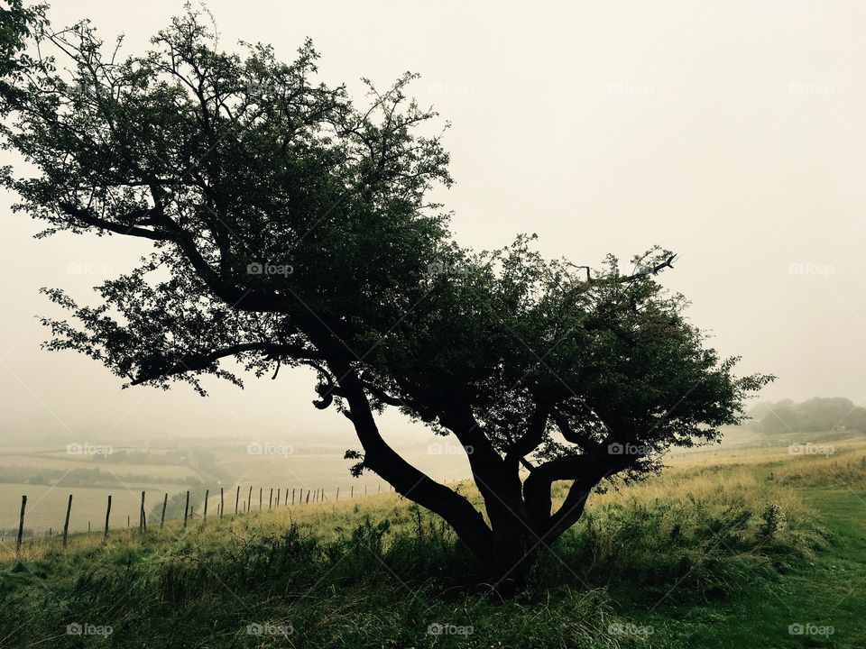 A tree in a very foggy field in English farmland 
