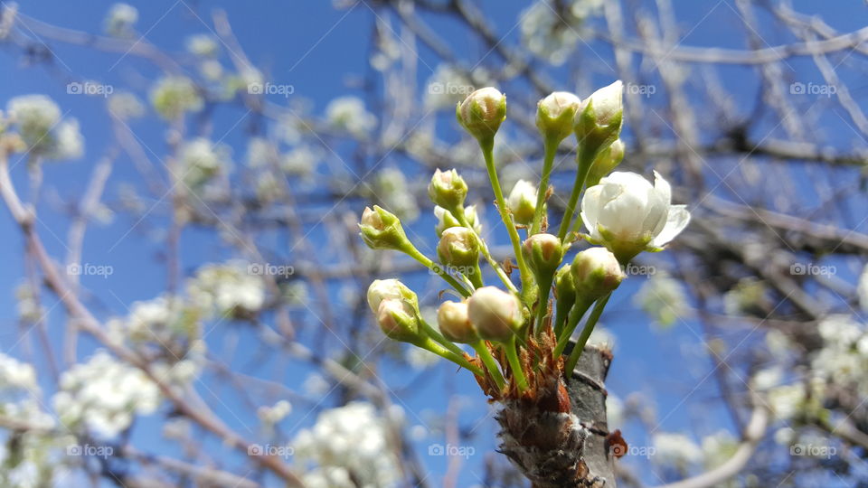 Macro shot, budding white flower
