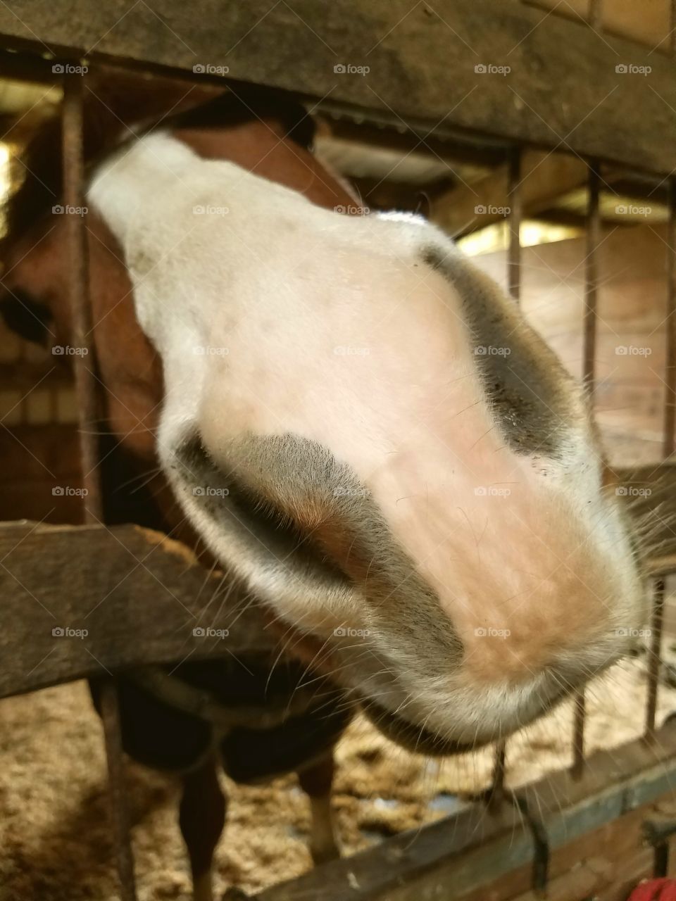 horse closeup smelling hand