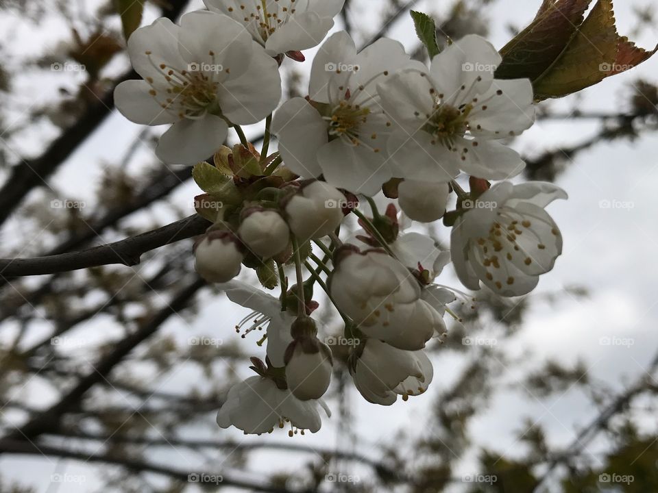 Äppelblomma 